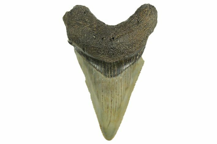 Serrated Angustidens Tooth - Megalodon Ancestor #368638